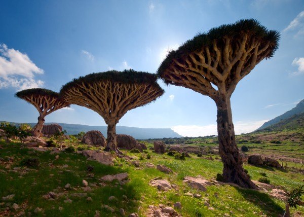 Anuška Voncina - Planota Homhil