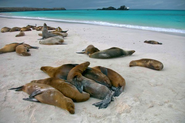 Anuška Voncina - Zaliv Gardiner